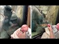 Ciekawska małpa z miłością spogląda na dziecko, a to, co zrobi potem, będzie naprawdę niezwykłe