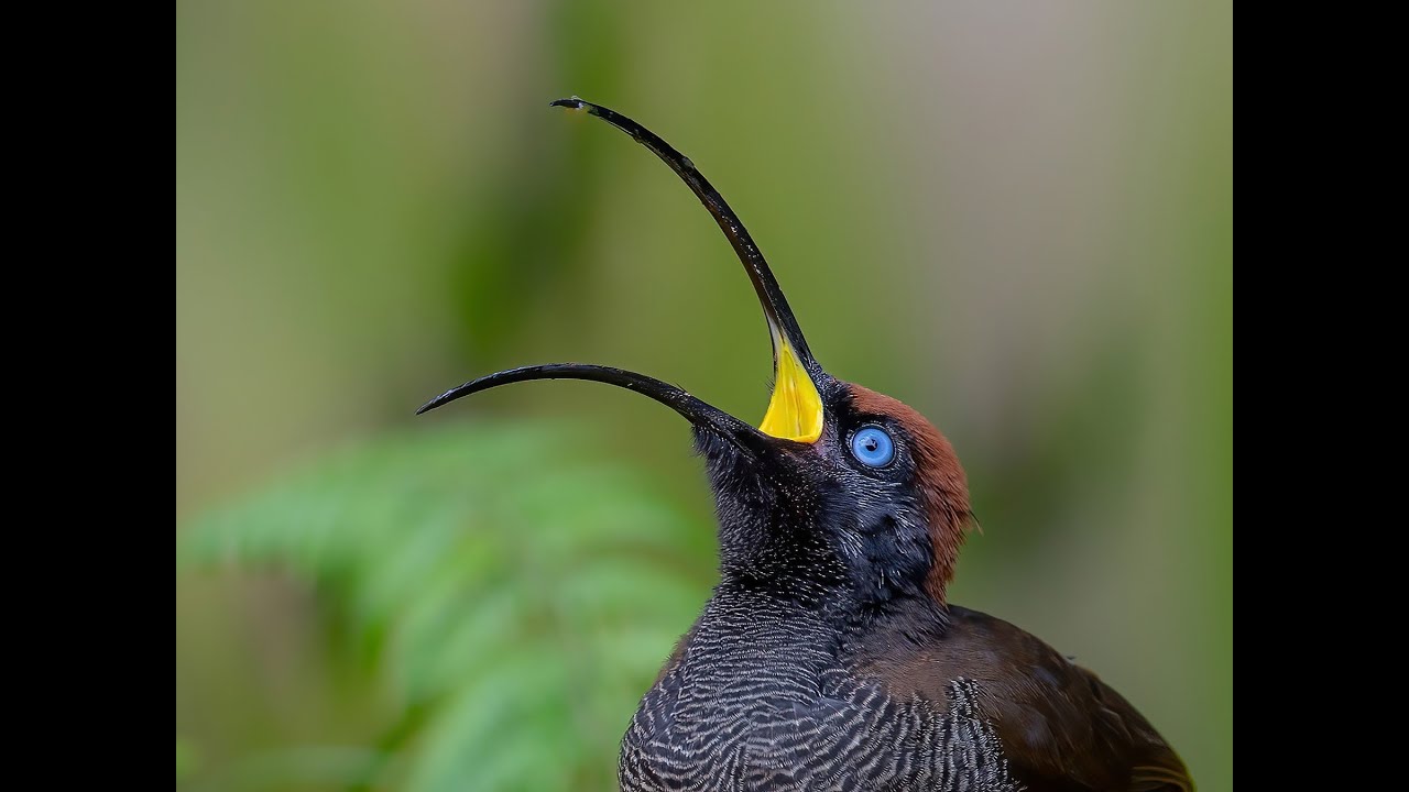 Remake Of A Multi-Render I Made In 2024 (Almost Accurate)