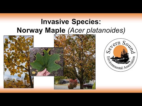 فيديو: النرويج أشجار القيقب الحشائش - نصائح حول السيطرة على النرويج القيقب