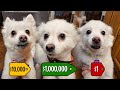 $1,000,000 DOG VS. $10,000 DOG VS. $1 DOG