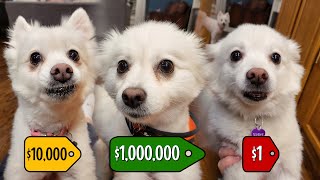 $1,000,000 DOG VS. $10,000 DOG VS. $1 DOG
