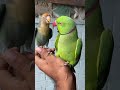 Fighting Love birds VS Ringnecks parrot