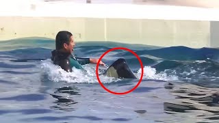 8 Times Orcas Attacked Their Trainers