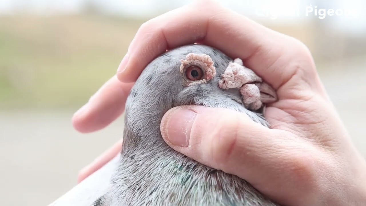 BE-217746-16 - SILVESTRI LOFT - Valentine's Day Auction - DIGITAL PIGEONS AUCTIONS