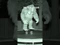 #ai #funny #bigfoot