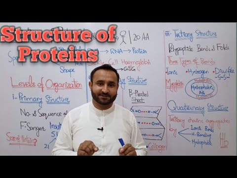 Ch 2 Lec 12 Structure of Proteins, Class 11 Biology