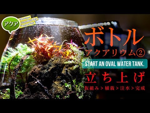 Small tank Bottle aquarium setup ② Completion #Oval tank [Viva
