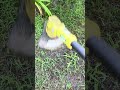 Ryobi 12” 2 in 1 review and tips #ryobi #mower #wacker