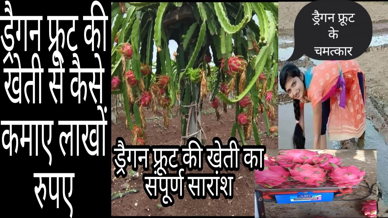 Rajasthan mein dragon fruit kheti ड्रैगन फ्रूट के औषधीय गुण, dragon