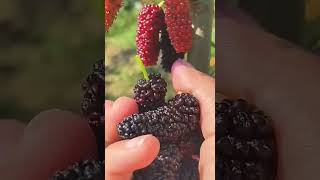 What Do You Call Mulberry In Your Language #satisfying #short Resimi