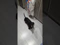Having a conversation with Nugget. #dachshund #funnydogs #funny