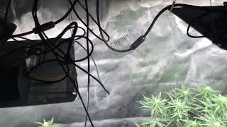 Godfather OG by Seedsman Seeds week 3 in flower