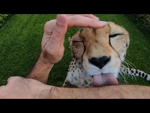 It’s like you’re petting a cheetah yourself and feeling its fur under your touch😍