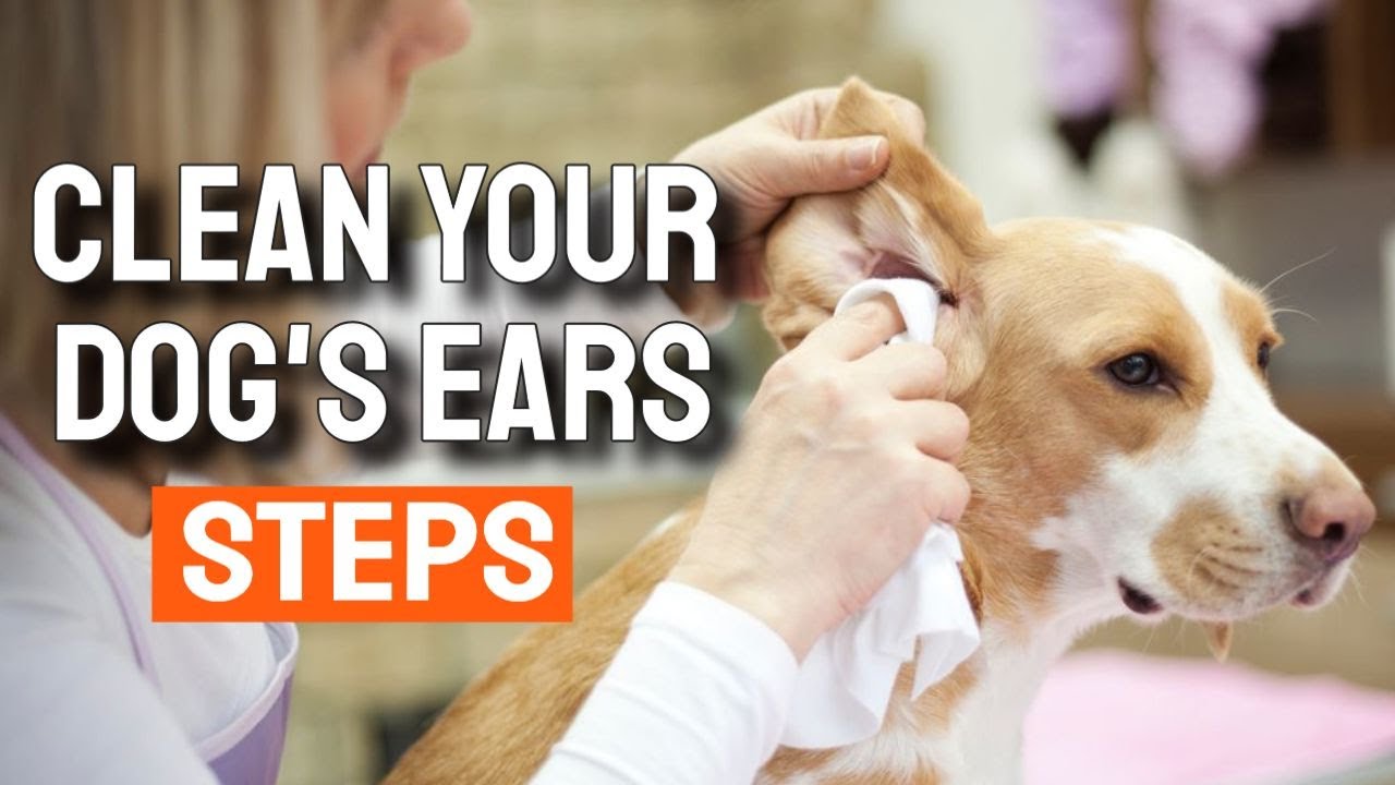 🐶How to CLEAN YOUR DOG'S EARS 👂(Safe Steps)