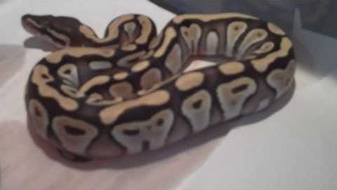 Mojave Ball Python Gold Blush