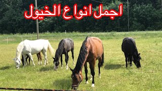 أجمل انواع, الخيول الاحصنة الحيوانات فى الحصان,الخيل,الفرس