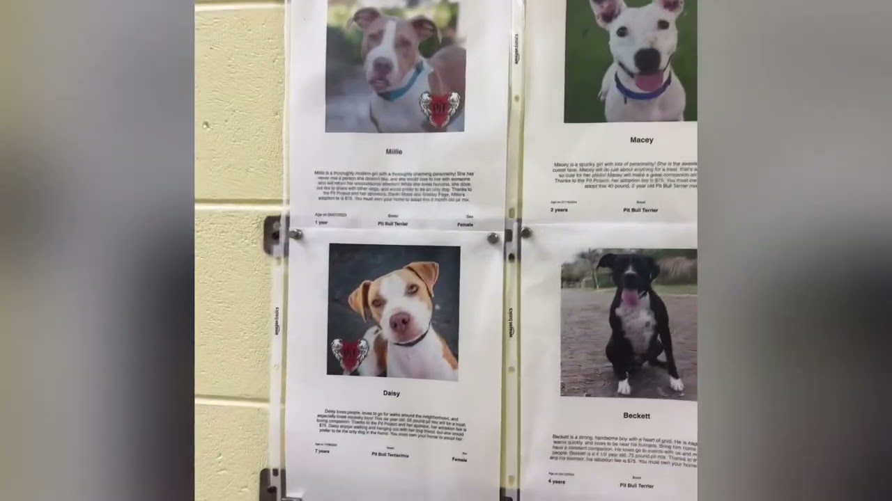 Volunteering at Pet Pal. Saint Petersburg, Florida. ￼