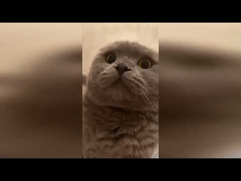 Видео: Мемные видео с котами