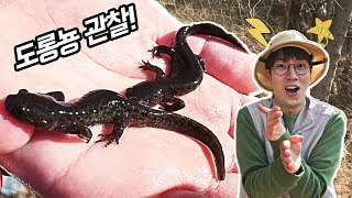 Korean salamander