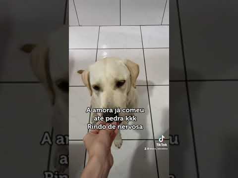 Vídeo: 10 razões pelas quais Labrador Retrievers fazem grandes animais de estimação da família