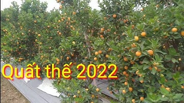 Quất thế 2022 bán quất tết 2022 giá gốc tại vườn, quất thế đẹp giá rẻ tại vườn