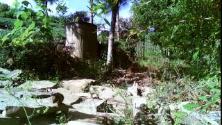 CRAZY CHIPMUNK ATTACKS CAMERA. (ITS FUNNY)