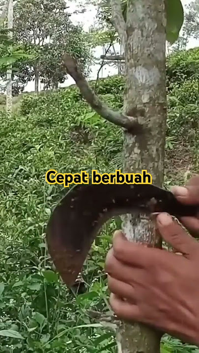 Pohon pala cepat berbuah, petani