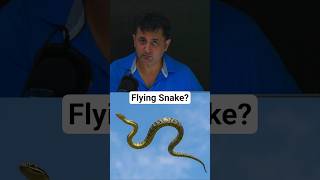 India’s Flying Snake - Myth Or Reality?
