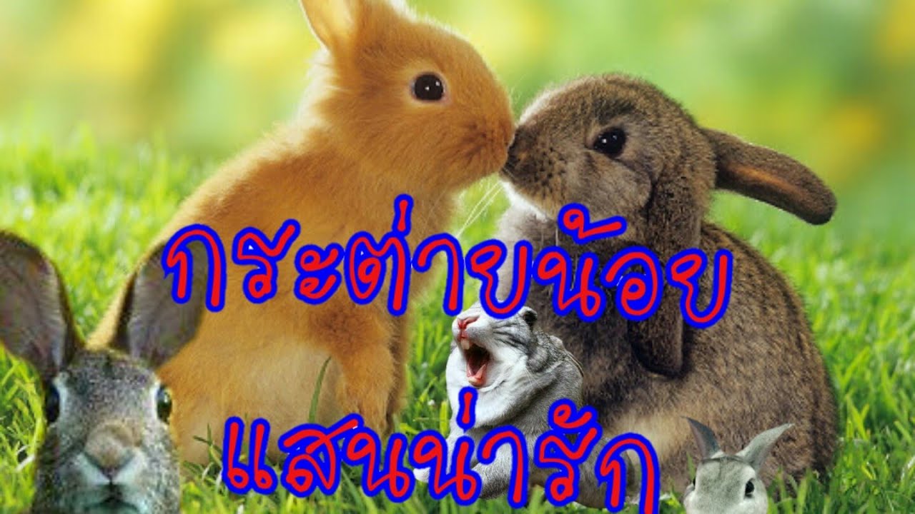 ตะลึง!! Mini Rex. Rabbit กับความนะรักของเจ้ากระต่ายในการกินน้ำ 