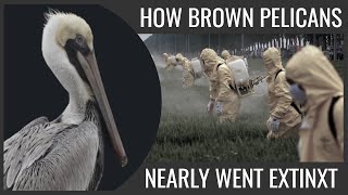 How Brown Pelicans Nearly Went Extinct (And Are Still Threatened) Because of Humans by J Birds 609 views 3 years ago 3 minutes, 56 seconds