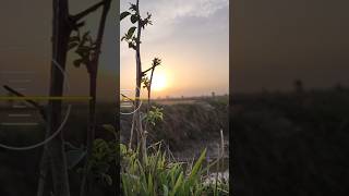 Samsung Galaxy S22 Ultra Sunset Video Zooming Video Grapher Beautiful Video Grapher