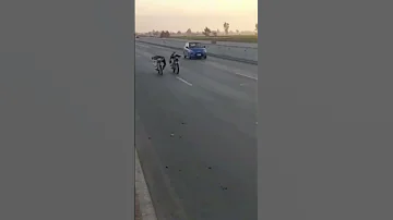 سباق مكن صيني طريق جمصه بلطيم 