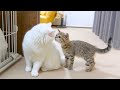 ついにもふ猫と子猫が初対面しました！