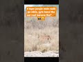 4 tiger jungle mein walk pe nikle, gym band tha aur reel banana tha!"#tiger#funny
