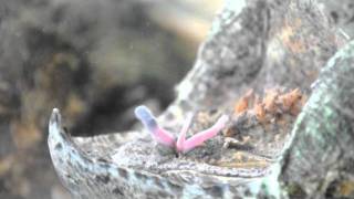 Weird worm tongue on Alligator Snapping turtle