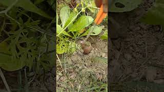 🥕🥕🥕Carrot harvesting from own gerden#gardening#shorts  #vegetables