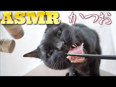 【ASMR】かつおのたたきをムシャムシャ食べる猫の咀嚼音??ASMR Cats Eat Skipjack Sashimi