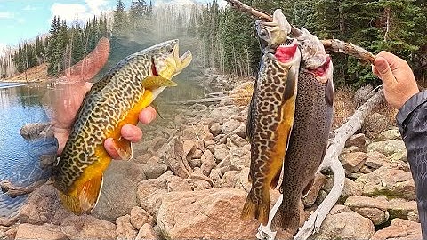 Alpine Lake Fishing for Trout!! (Brook, Rainbow, Tiger) CATCH & COOK