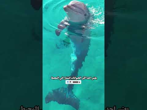 3 اشياء لم تكن تعرفها عن الدلفين
