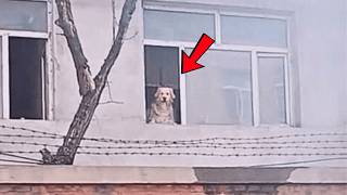 La chienne du voisin me voyait chaque jour. Après un an, elle a enfin eu son foyer et sa liberté.