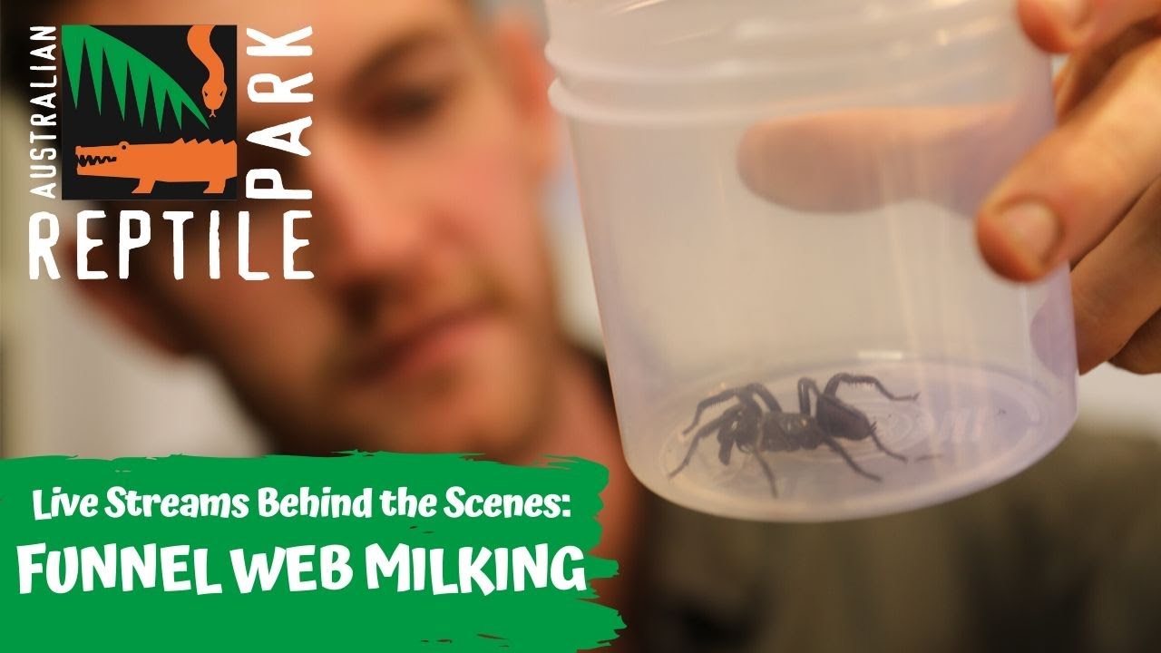 Funnel-web Spider Season is Here  Australian Reptile Park 