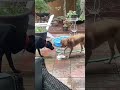 How dogs drink water#dog #funny #dogsofyoutube #doglover #dogs