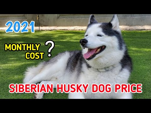 Wideo: Jak mogę otrzymać nową kartę Husky One?