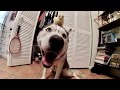 Friendliest Husky Ever Meeting All Types of Animals Compilation | Cutest Video Ever!