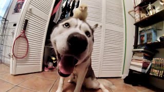 Friendliest Husky Ever Meeting All Types Of Animals Compilation | Cutest Video Ever!