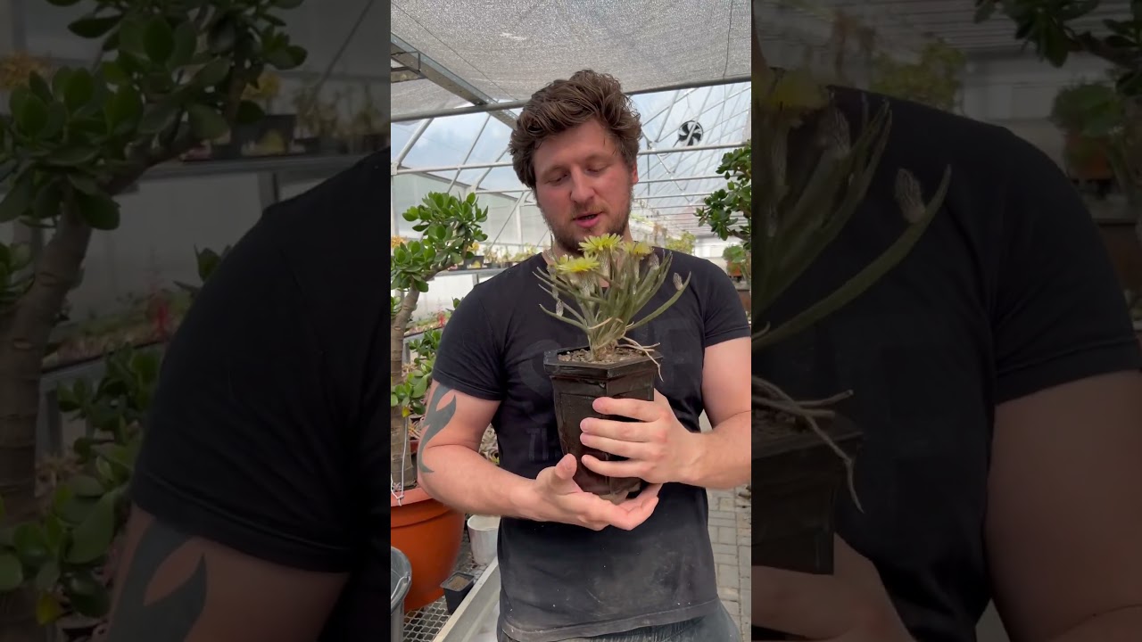 ЦВЕТЁТ КАКТУС АСТРОФИТУМ ДИГИТОСТИГМА Digitostigma caput-medusae