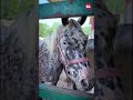 Кымыз за океаном: как два брата производят национальный напиток в США