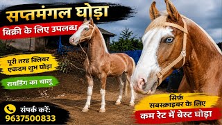 सप्तमंगल घोड़ा 🐎 Yeola Horse Market