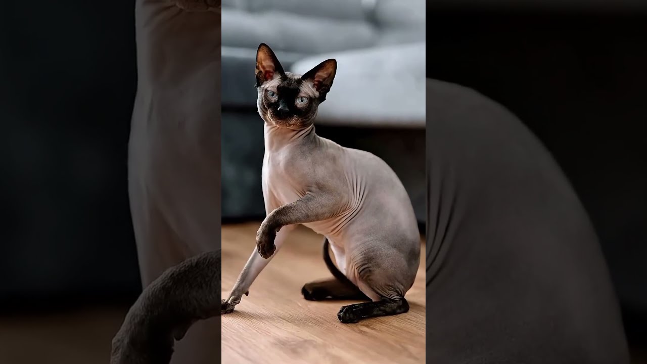 Top 5 Most Expensive Cats In The World MostExpensive Shorts Animals