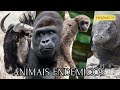 ANIMAIS ENDÊMICOS